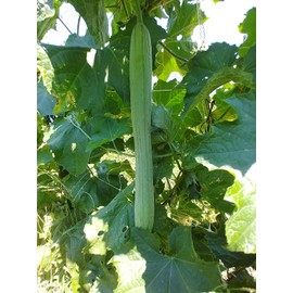 USDA Certified Organic Luffa Gourd Seeds for Sponge, Produce of USA, Non GMO, 5g, ~40 to 50 Seeds