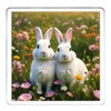 Rabbit Coaster Set. 4 different Bunny Pictures on 10cm x