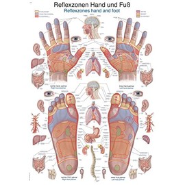 Teaching Board "Reflex Zones Hand and Foot", 70 x 100 cm