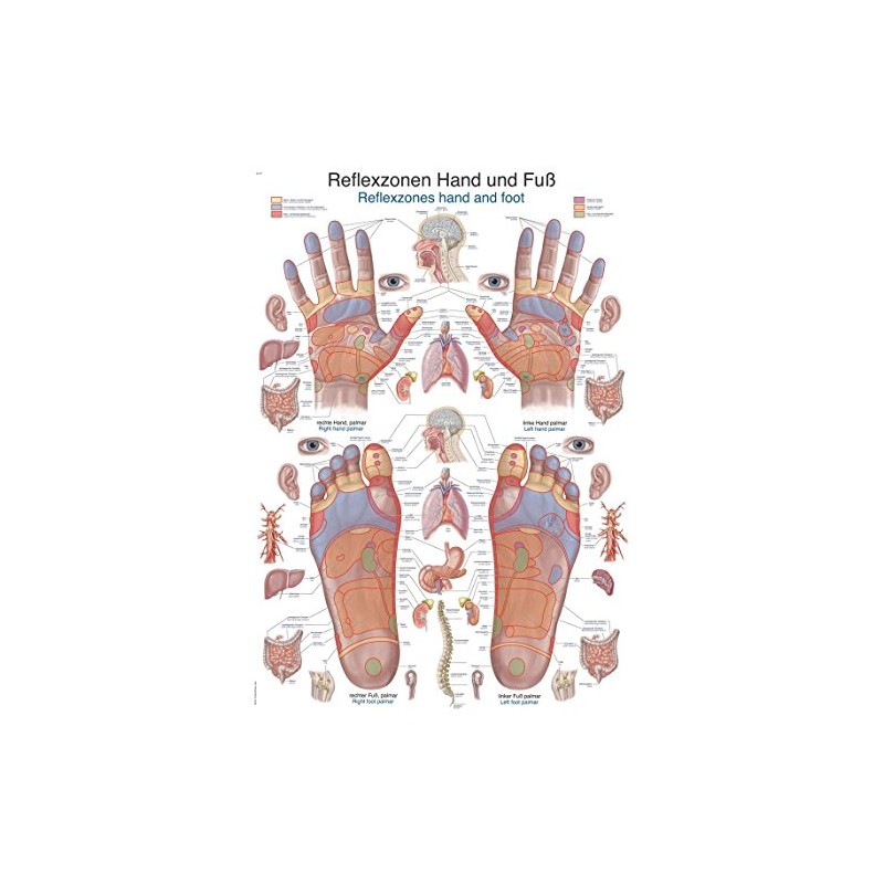 Teaching Board "Reflex Zones Hand and Foot", 70 x 100