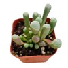 FOLIAGEMS Live Succulent Plants from USKC (2"Pot Fenestraria Baby Toes)