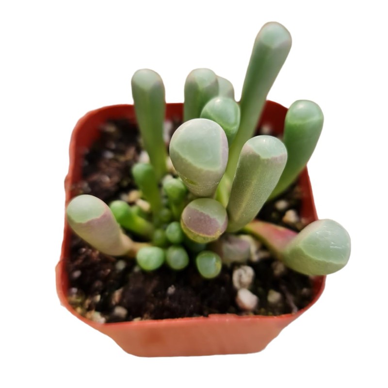 FOLIAGEMS Live Succulent Plants from USKC (2"Pot Fenestraria Baby Toes)