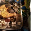 75W Basking UVA+UVB Heat Bulbs for Reptiles&Amphibians Turtle Heating Lamp