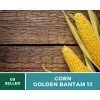Southern Seeds Corn, Golden Bantam (12 Row) seeds - Heirloom