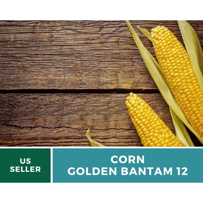 Southern Seeds Corn, Golden Bantam (12 Row) seeds - Heirloom