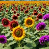 100 Pcs Multicolor Dwarf Variegated Sunflower Seeds Home Garden Decor