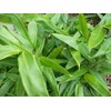 Indocalamus Tessellatus, Cold Hardy Tropical Bamboo Plant, up to 2'