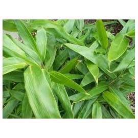 Indocalamus Tessellatus, Cold Hardy Tropical Bamboo Plant, up to 2' Long Leaves