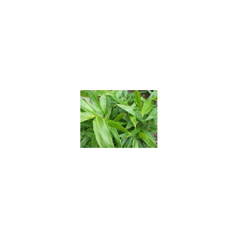 Indocalamus Tessellatus, Cold Hardy Tropical Bamboo Plant, up to 2'