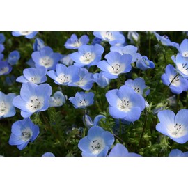 TomorrowSeeds - 9 Species Mix Blue Wildflowers Seeds - 500+ Count - for 2025 Planting Multi Variety Mix Blue Flowers Baby Blue Eyes Rocket Larkspur Flower Landscaping Growing Grow Your Own Home Farm