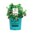 Bushel & Berry 2 Gal. Raspberry Shortcake Raspberry Shrub