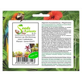 Pcs - 10x Aeonium SSP. Mix Mixture at Least 5 Succulents Plants - Seeds ID1675 & Plants Shop by Ipsa