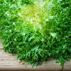 800 Frisee Endive Seeds for Planting Chicory Heirloom Non GMO
