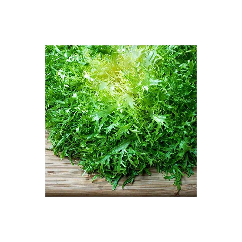 800 Frisee Endive Seeds for Planting Chicory Heirloom Non GMO