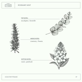 A LA MAISON French Liquid Hand Soap, Rosemary Mint - Natural Hand Wash Made with Essential Oils - Biodegradable, Plant-Based, Vegan, Cruelty-Free, Alcohol & Paraben Free (16.9 oz, 2 Pack)