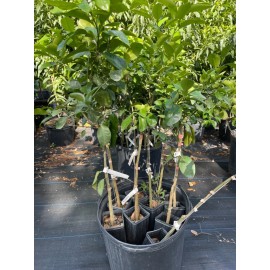 Tree PINK GRAPEFRUIT (grafted) 4 Feet Tall.