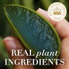 Herbal Essences Bio: Renew Argan & Aloe Oil Mist cabello,