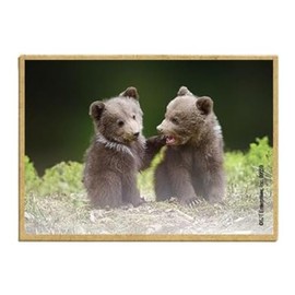 Wildlife Photography Magnet Series – Grizzly Cubs Rustic Nature Photography Magnets for Fridge, Office, Cooler, Cabin Decor 2.5 x 3.5 inch (SJT09559)