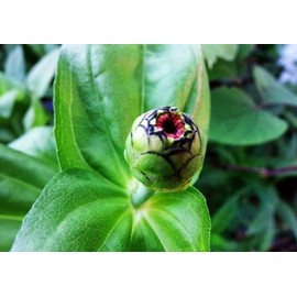 Mixed Zinnia Flower Seeds Garden Decor 5 Grams