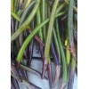 100 Red Mangrove Seeds Propagules Pond Salt or Fresh Plant