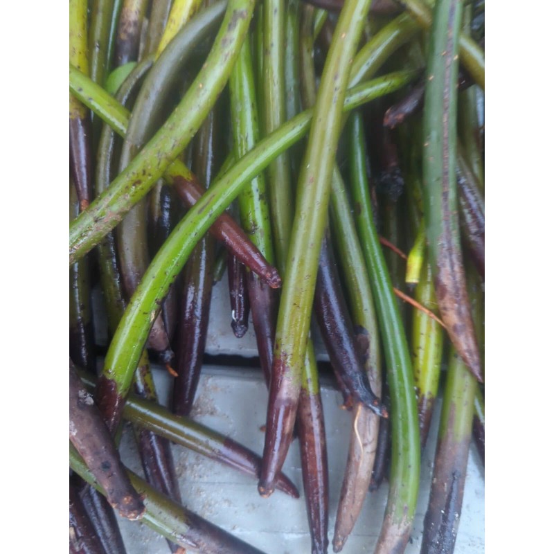 100 Red Mangrove Seeds Propagules Pond Salt or Fresh Plant