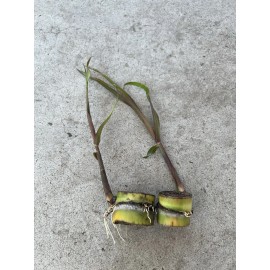 Sugarcane 2pcs Sugarcane Cutting Tropical Live Plant Ready To Plant