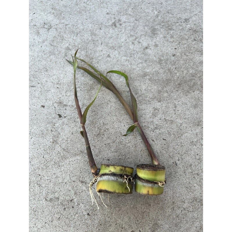 Sugarcane 2pcs Sugarcane Cutting Tropical Live Plant Ready To Plant