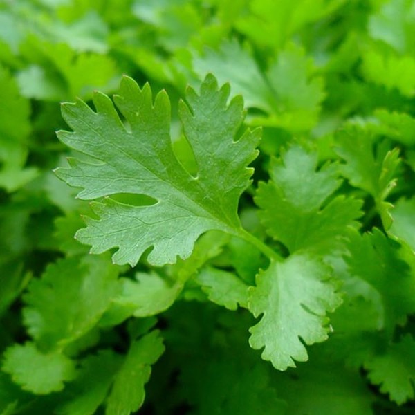 Parsley, Italian Giant (Petroselinum crispum) Herb Seeds, Fast-Growing, Large, Lush