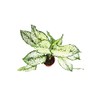 First Diamond Aglaonema - 4" from California Tropicals