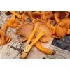 Funnel Chanterelle Yellow FT Mushroom Spores in Sawdust Bag Garden