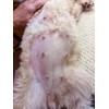 Stud Dog Breeding Supplement – Promotes Sperm Quality, Count &