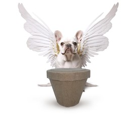 PetPro B Remembered Plantable Pet Ashes Urn - Eco-Friendly, 100% Biodegradable Molded Pulp,Grow a Memorial Plant(no Include The Seeds, is not a Neutralizer)