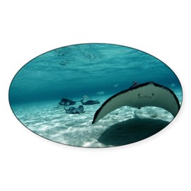 CafePress Southern Stingray Oval Car Bumper Sticker