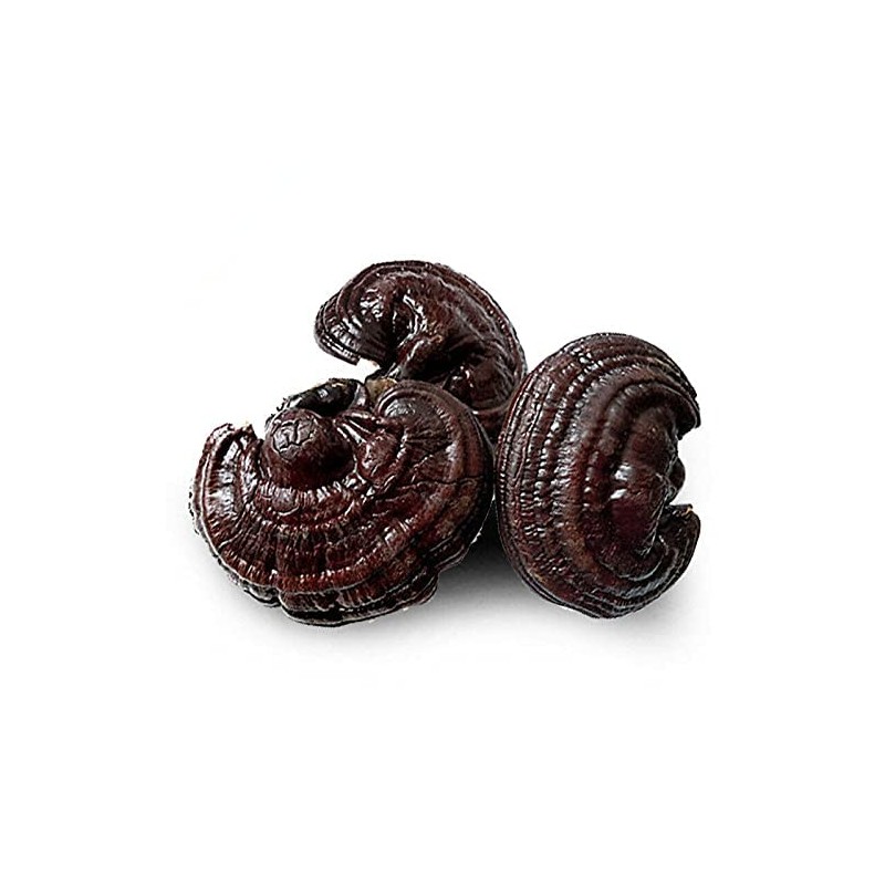 Purple Ganoderma Lucidum Wild Lingzhi Organic Reishi Mushroom 500g