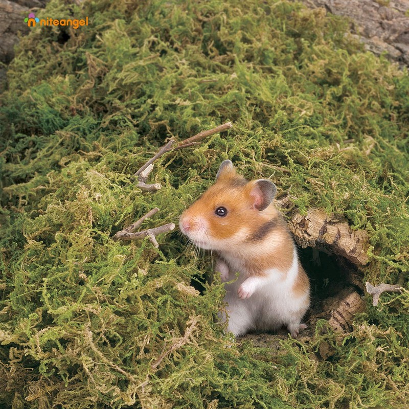 Niteangel 5L Forest Moss Soft Natural Moss Bedding Nesting for