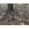 The Antler Store One Top-Grade Craft Whitetail Deer Antler Shed
