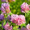 Todd's Seeds Todd's Seeds Red Clover Seeds, Non-GMO, Chemical Free,
