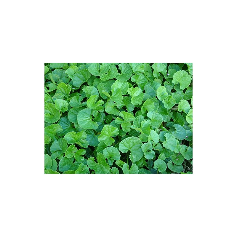 100% Gotukora Tsubokusa Tea from Ishigaki Island