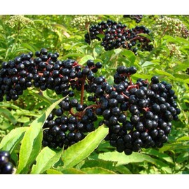 Elderflower Extra Jam - 270g