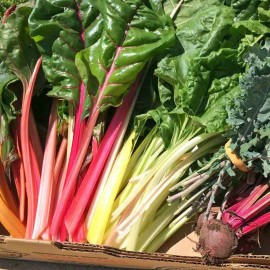 fresh 50+ RAINBOW SWISS CHARD SEEDS FRESH HARVEST FOR GARDENS