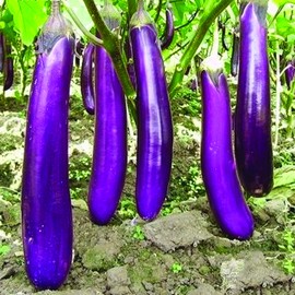 UtopiaSeeds Organic Heirloom Long Purple Eggplant Seeds - Approximately 300 Seeds