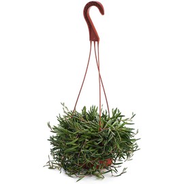 Shop Succulents | Trailing Collection | Ruby Necklace Unique Cascading, Hand Selected Fully Rooted Live Indoor Succulent Plant in a 4" Grow Pot, 4"