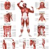 The Muscular System Deep Layers, Front Laminated Anatomy Chart