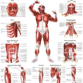 The Muscular System Deep Layers, Front Laminated Anatomy Chart