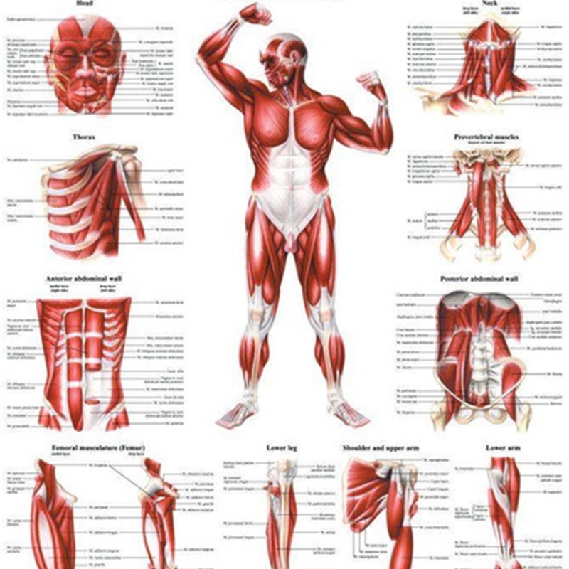The Muscular System Deep Layers, Front Laminated Anatomy Chart