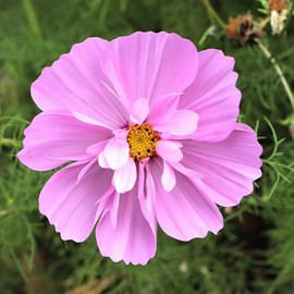 Eden Brothers Cosmos Seeds - Psyche Mix
