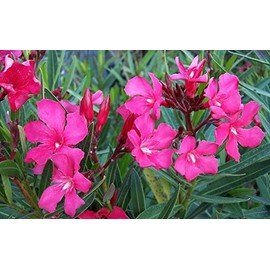 Oleander Calypso | 2 Extra Large 3 Gallon Plants | Nerium Oleander | Hardy Perennial | Vibrant Pink Blooms