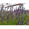 Findlavender Lavender x Intermedia Phenomenal ( 4" Size Pots, Bee