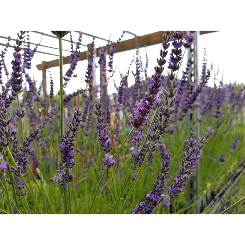 Findlavender Lavender x Intermedia Phenomenal ( 4" Size Pots, Bee