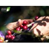 Yaucono, Cafe Crema, & Cafe Rico Ground Coffee Variety, Puerto